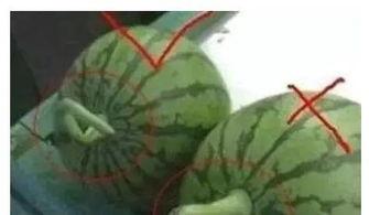 为什么吃瓜不好,为何过度“吃瓜”可能损害身心健康