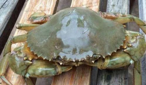 螃蟹池如何看料台,揭秘螃蟹摄食行为与生长状况