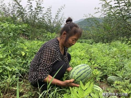 杜加河谷吃瓜,瓜果飘香，尽享田园风光