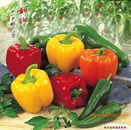 网红蔬菜收购,收购市场火爆