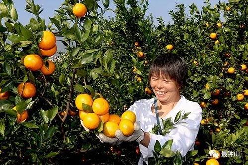 柑明星,引领柑橘产业的璀璨明珠