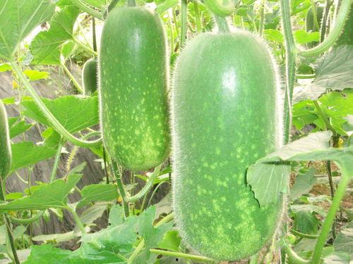 吃胡卢瓜好吗,胡卢瓜的营养价值与食用益处解析