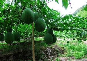 吃吊瓜会脸红吗,吃吊瓜引发脸红现象揭秘