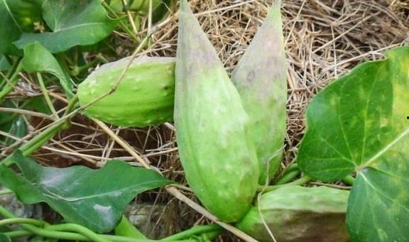 胡罗瓢瓜可以吃,美味与营养并存的神奇蔬菜