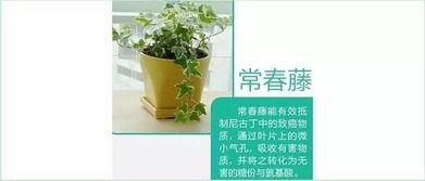明星家中放什么植物