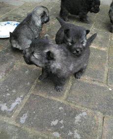 狼狗最新爆料网站大全图片